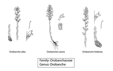 orobanches plant illustration
