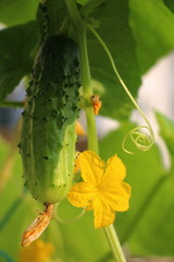 それは緑のキュウリです。彼はとてもおいしいです。