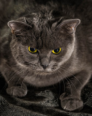 Beautiful russian blue cat with green eyes pose on the dark background