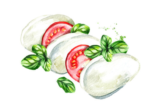 Mozzarella cheese with tomatoes and Basil. Watercolor hand drawn illustration, isolated on white background
