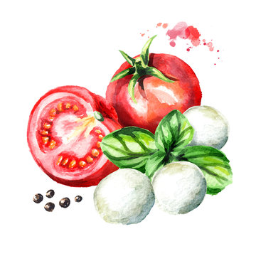 Mozzarella cheese, Basil, tomatoes. Watercolor hand drawn illustration, isolated on white background