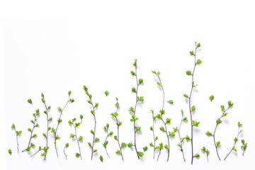 springtime tree buds on a white background