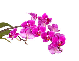 Obraz na płótnie Canvas Flowers of a purple Phalaenopsis orchid isolated
