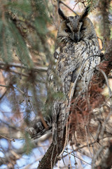 Long-eared owl sitting on the branches of spruce. Beautiful image of the owl. It Free nature. The wild nature of the Ukraine. From Owl's Life. Owl on the tree.   Owl in the forest. Wildlife scene from