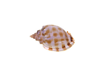 shell isolated on white background