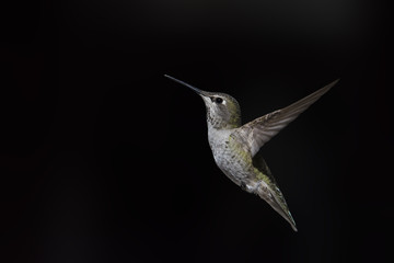 Obraz premium Annas Hummingbird (Calypte Anna) in Flight