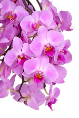Fototapeta na wymiar Flowers of a purple Phalaenopsis orchid isolated