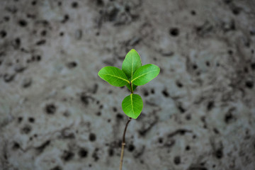 Small green mangrove tree growing from dark wet soil of mud swamp.