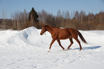 Red horse trotting in snow