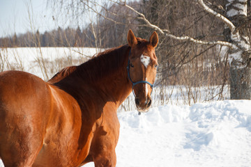Red horse on white snow