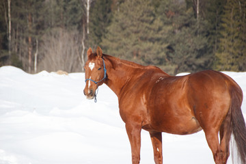 Red horse do trick in the decorated Christmas wreath