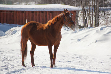 Red horse on white snow