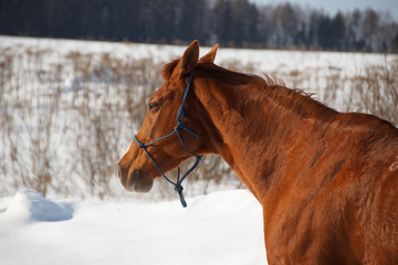 Red horse on white snow