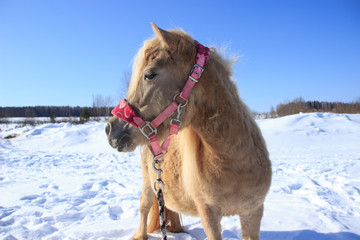 light little horse on snow background