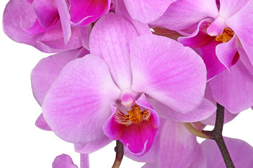 Flowers of a purple Phalaenopsis orchid isolated