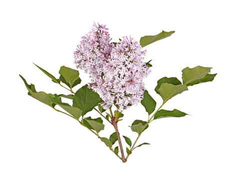 Fototapeta Stem with light purple lilac flowers isolated against white