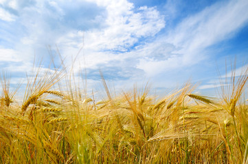 Naklejka premium Field with ripe ears of wheat and blue cloudy sky.