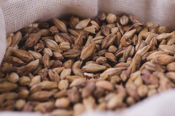 Caramel malt in a bag. Craft beer brewing from grain barley malt in process. Ale or lager from pale...