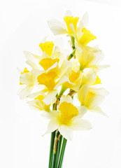 fresh narcissus flowers