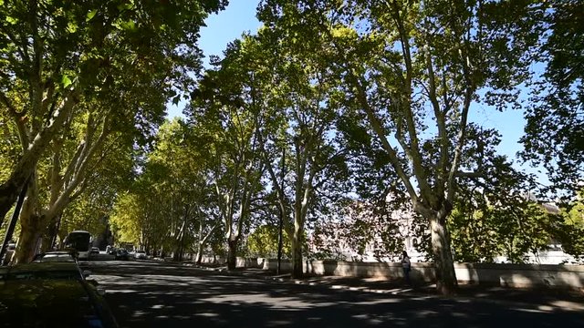 Plane trees in Promenade of the Janiculum in Rome, Italy