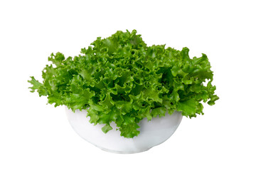 Fresh organic green lettuce with a white bowl. Vegetable salad lettuce. Isolate on white background.