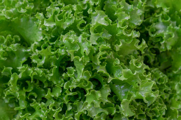 Fresh organic green lettuce background. Vegetable salad lettuce.