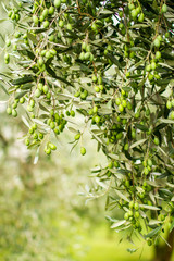 Olivenzweige, Nahaufnahme