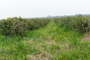 Beautiful fresh green tea plantation at Astara - Azerbaijan