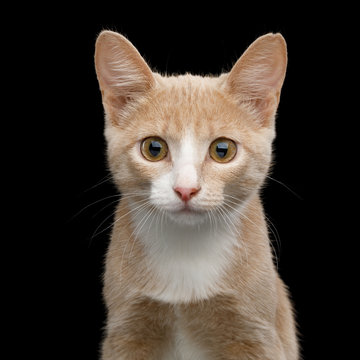 Portrait of Red Kitten, Stare in Camera on Isolated Black Background