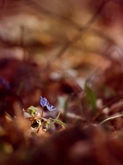 Small squill plant (Scilla bifolia L) getting through fallen leaves to the warm spring sun in a forest