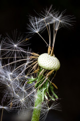 dandelion