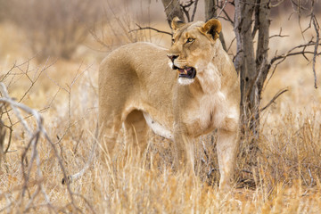 Fototapeta na wymiar Lioness in the morning light in Erindi Private Game Reserve In Namibia