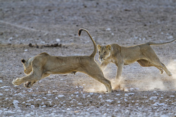 two lionesses attacking in Etosha National Park in Namibia