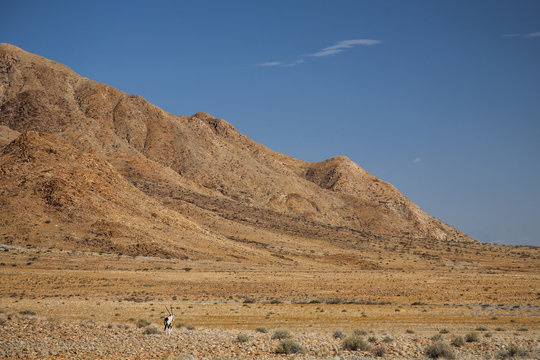 Oryx in the desolate dezert in the Namib Naukluft National Park in Namibia