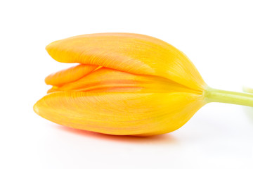 Fototapeta na wymiar Nahaufnahme einer orangenen Tulpe