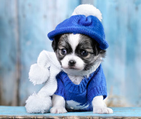 puppy wearing a knit hat