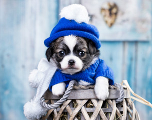 puppy wearing a knit hat © liliya kulianionak