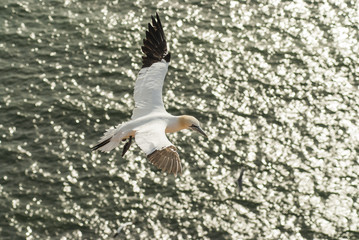Gannet in flight above beautiful contrasty sea in the background