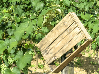 White grapes hanging from lush green vine with vineyard background, in Brazil