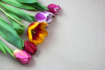 Multicolored tulips on a sheet of paper