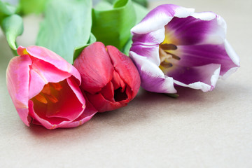 Multicolored tulips on a sheet of paper