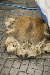 Fell Pelz Wildschwein