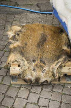 Fell Pelz Wildschwein
