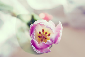 Fototapeta na wymiar Purple tulips isolated on a pure white background