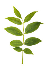 walnut leaf on white background
