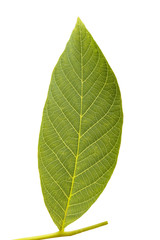 walnut leaf on white background