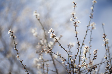 Spring Blossom background