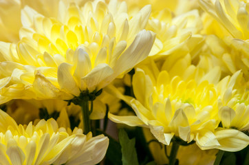 Obraz premium Large bouquet of bright yellow flowers chrysanthemums without stems closeup