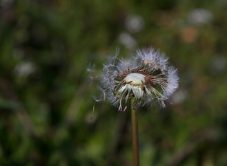 dandelion
