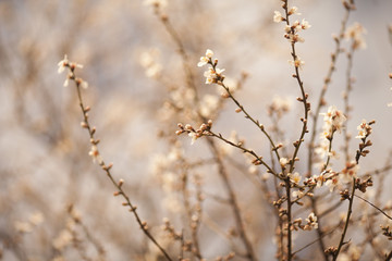 Spring Blossom background
